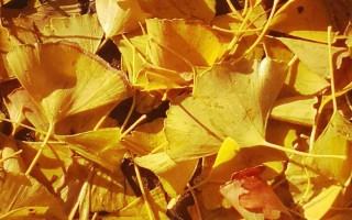 黄金树叶的图片黄金树叶