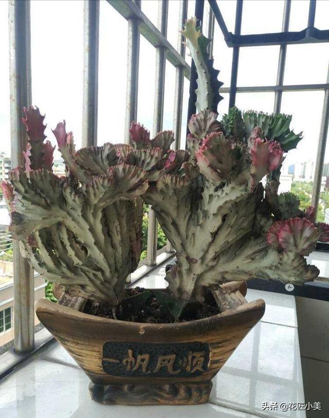 我养的麒麟植物怎么没光泽？-第3张图片-翡翠网