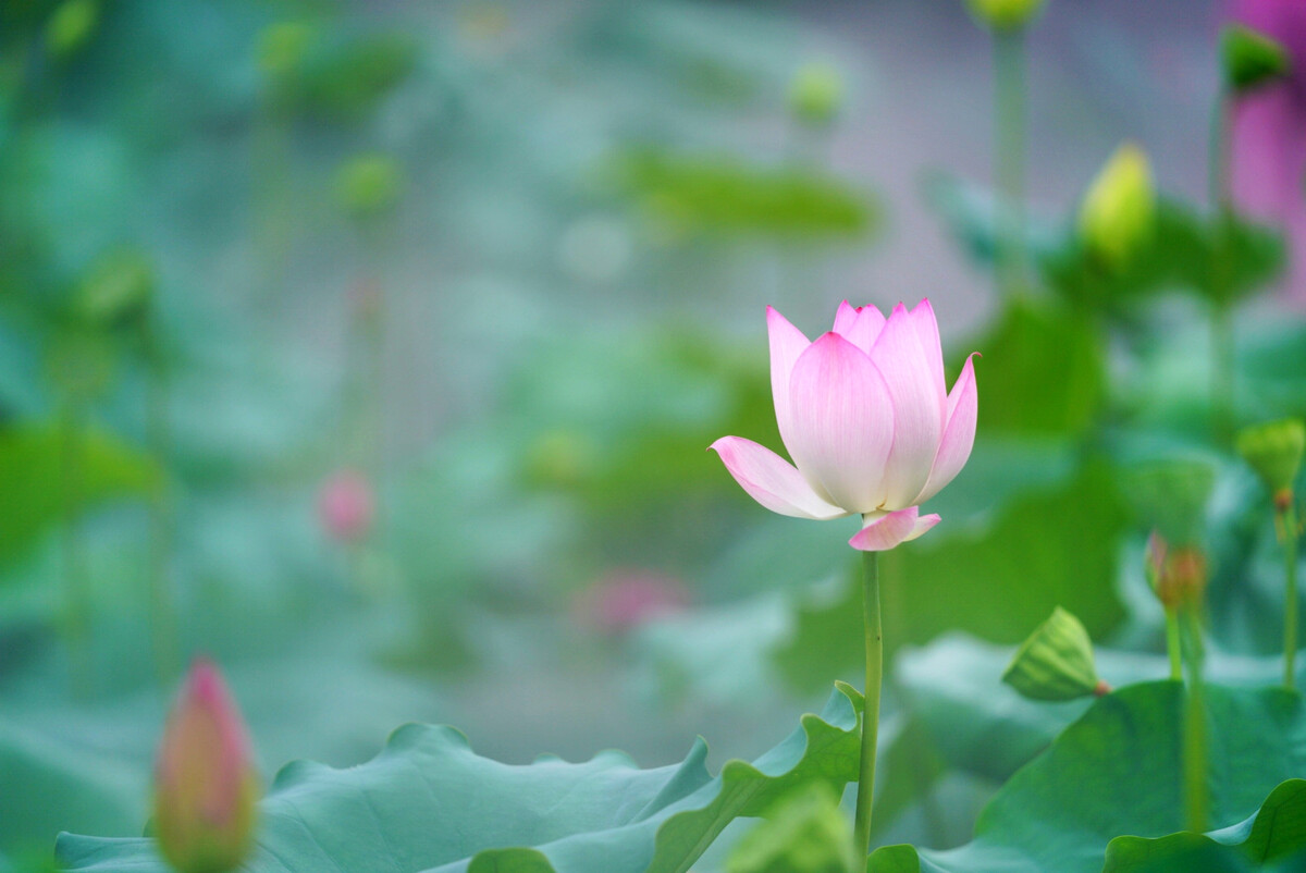 若水浮生是什么意思,若水生花爽肤水-第1张图片-翡翠网