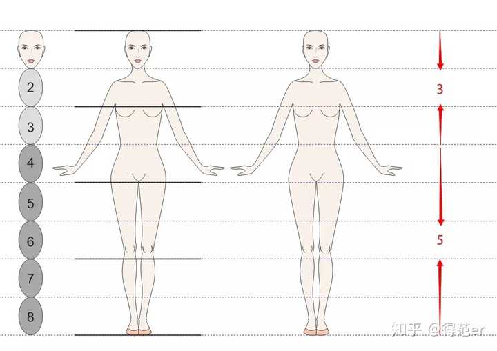 三围黄金比例三围黄金比例多少合适-第2张图片-翡翠网