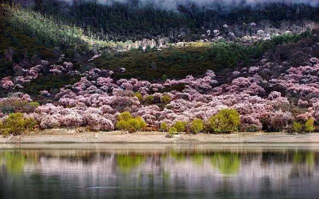 长白山湖酒白象价格,长白山湖绿翡翠酒价格-第33张图片-翡翠网