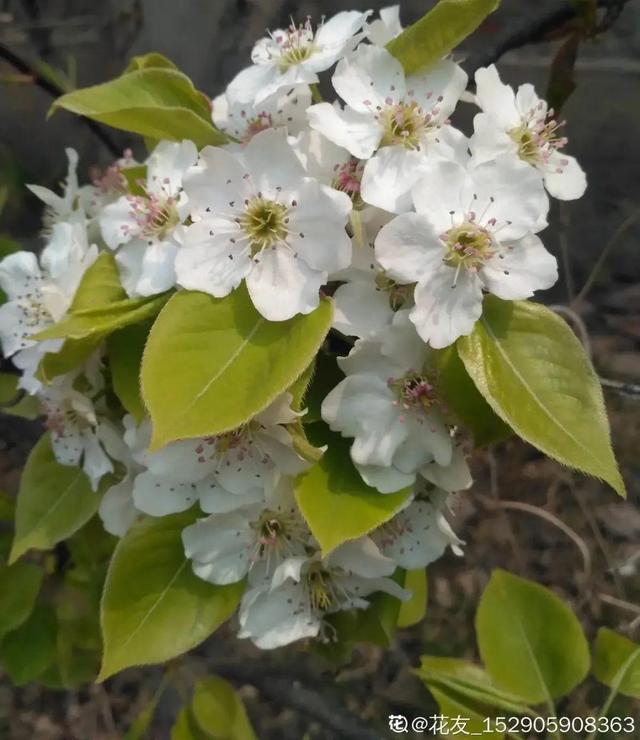 木棉花翡翠价格表,木棉花翡翠手镯-第32张图片-翡翠网