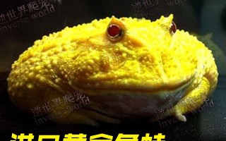 黄金角蛙黄金角蛙吃鱼饲料吗