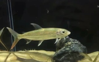 黄金猛鱼,黄金猛鱼vs铅笔鱼