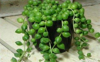 盆栽翡翠珠，如何管理，“佛珠”才能长满盆呢？