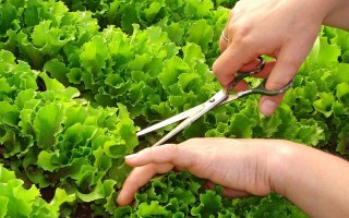 玻璃生菜有什么种植技巧？