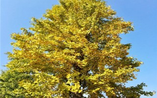 黄金树黄金树图片