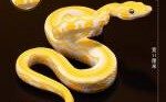 黄金蟒蛇有毒吗,黄金蟒蛇
