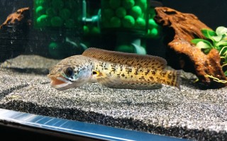 黄金眼镜蛇雷龙鱼一个年长几厘米,黄金眼镜蛇雷龙