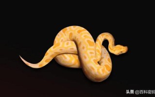 黄金蟒蛇,黄金蟒蛇的图片