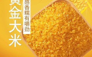 黄金米,黄金米糖尿病人能吃吗