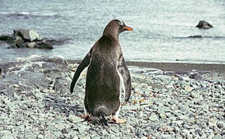 南极发现黄金企鹅了吗,南极发现黄金企鹅