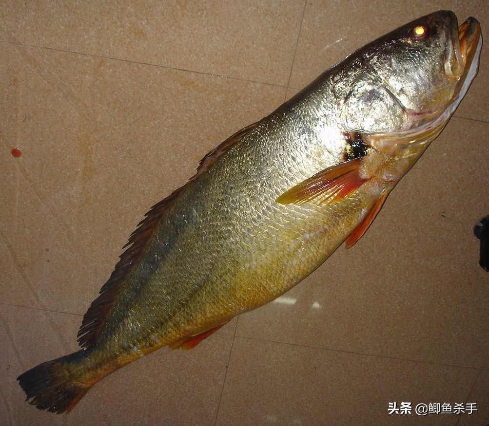 黄金猛鱼,黄金猛鱼vs铅笔鱼-第2张图片-翡翠网