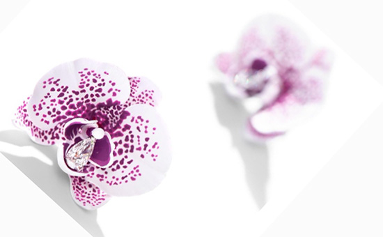 法国设计师Emmanuel Tarpin 推出首个高级珠宝系列 绽放兰花之美-第3张图片-翡翠网