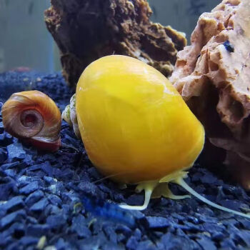 黄金螺,黄金螺能清理鱼缸吗