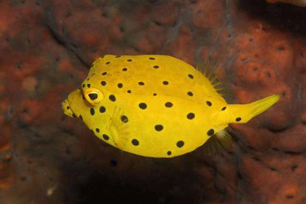 被称为软黄金的鱼,称为软黄金的鱼是什么鱼-第1张图片-翡翠网